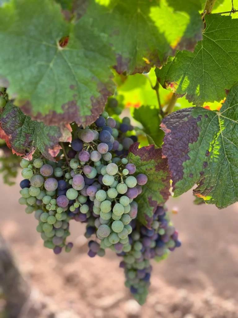 Vignes AOC Cahors du Domaine du Peyret à Puy-L'Évêque Lot