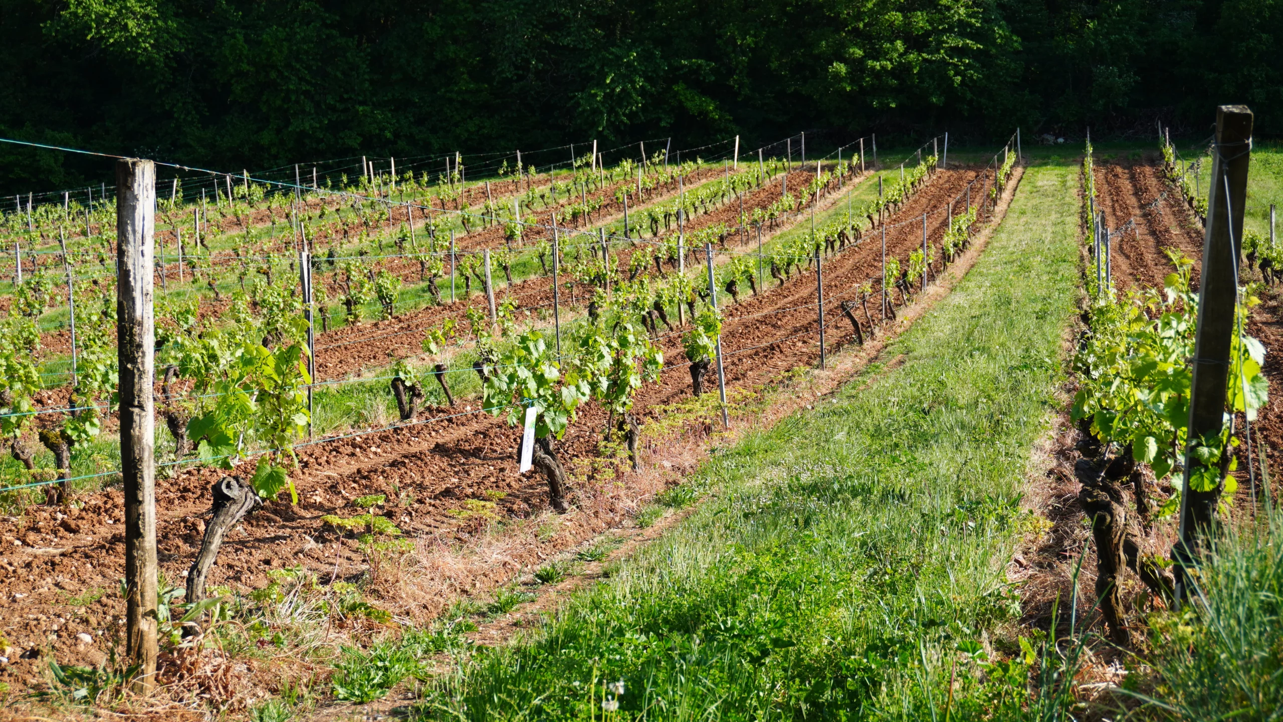 Vignes du Domaine du Peyret à Puy-L'Évêque Lot